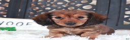 Miniature Dachshund dogs for sale: Miniature Dachshund Puppy Roxy - Ad 2