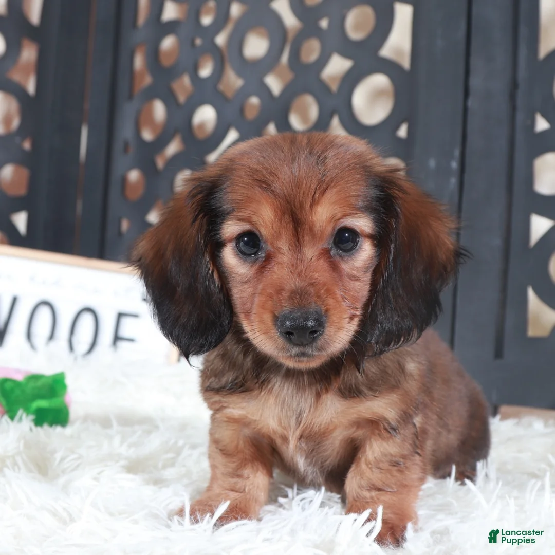 Miniature Dachshund dogs for sale: Miniature Dachshund Puppy Roxy - Ad 2