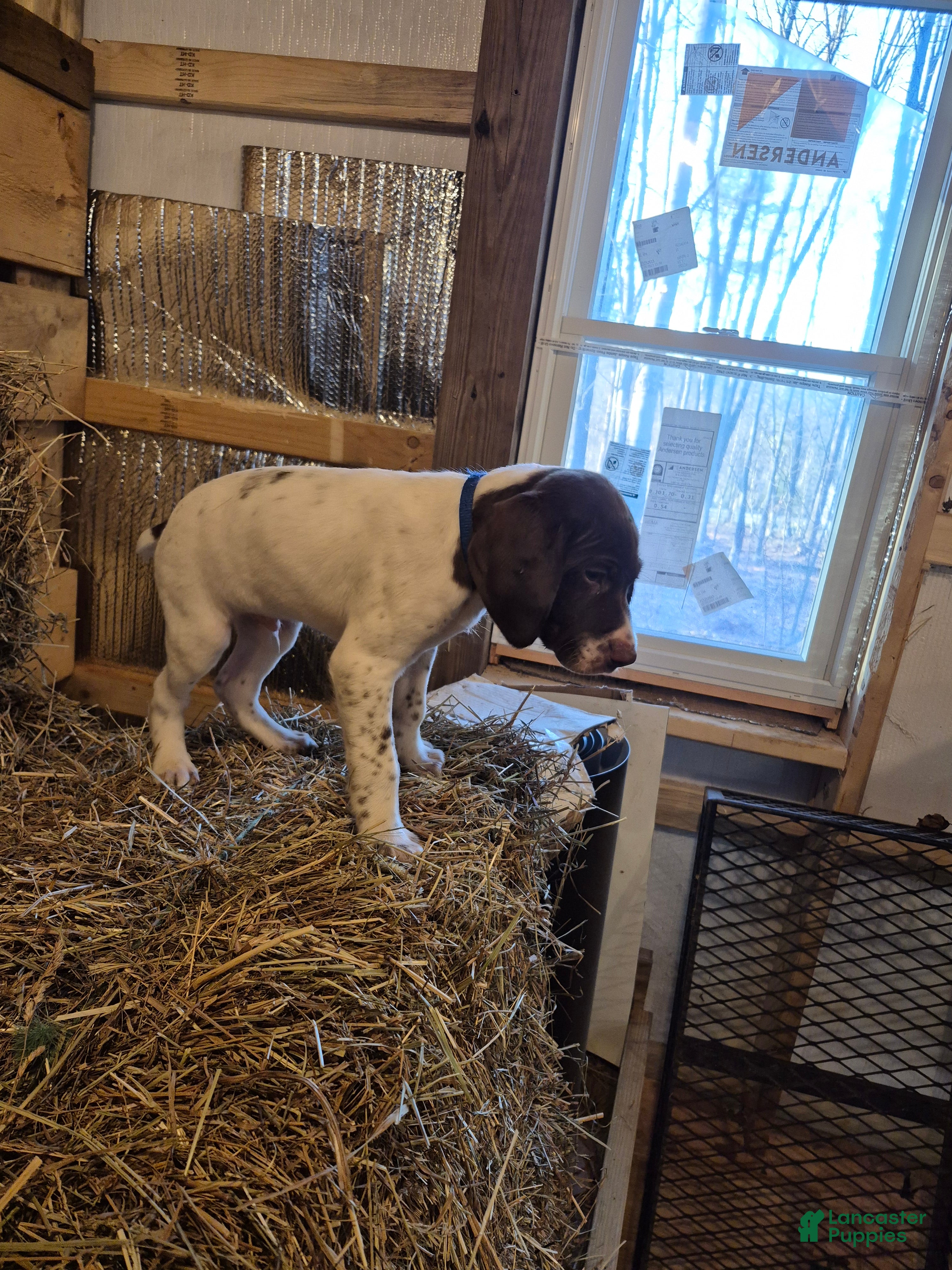 German Shorthaired Pointer dogs Rex - Ad 2