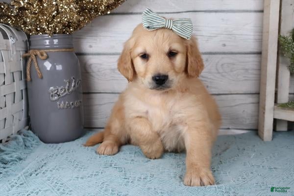 Goldendoodle dogs Goldendoodle Puppy 2 - Ad 16