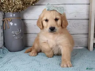 Goldendoodle dogs Goldendoodle Puppy 2 - Ad 8