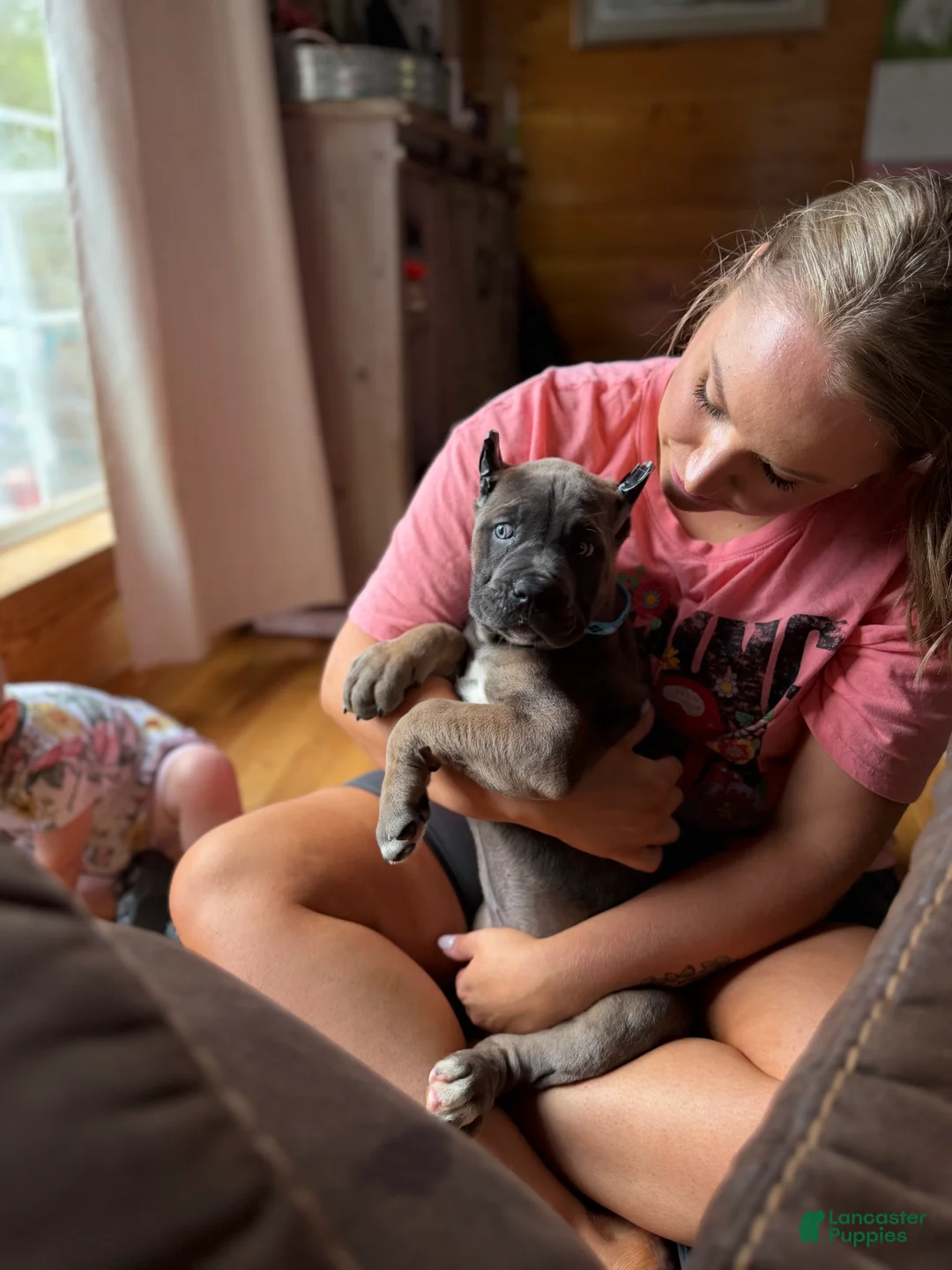Cane Corso dogs for sale: Cane Corso Puppy 4 - Ad 2