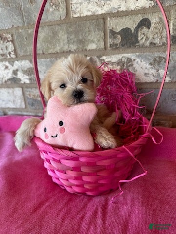 Schnoodle dogs Chanel - Ad 2