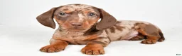 Dachshund dogs for sale: Cash - Ad 8