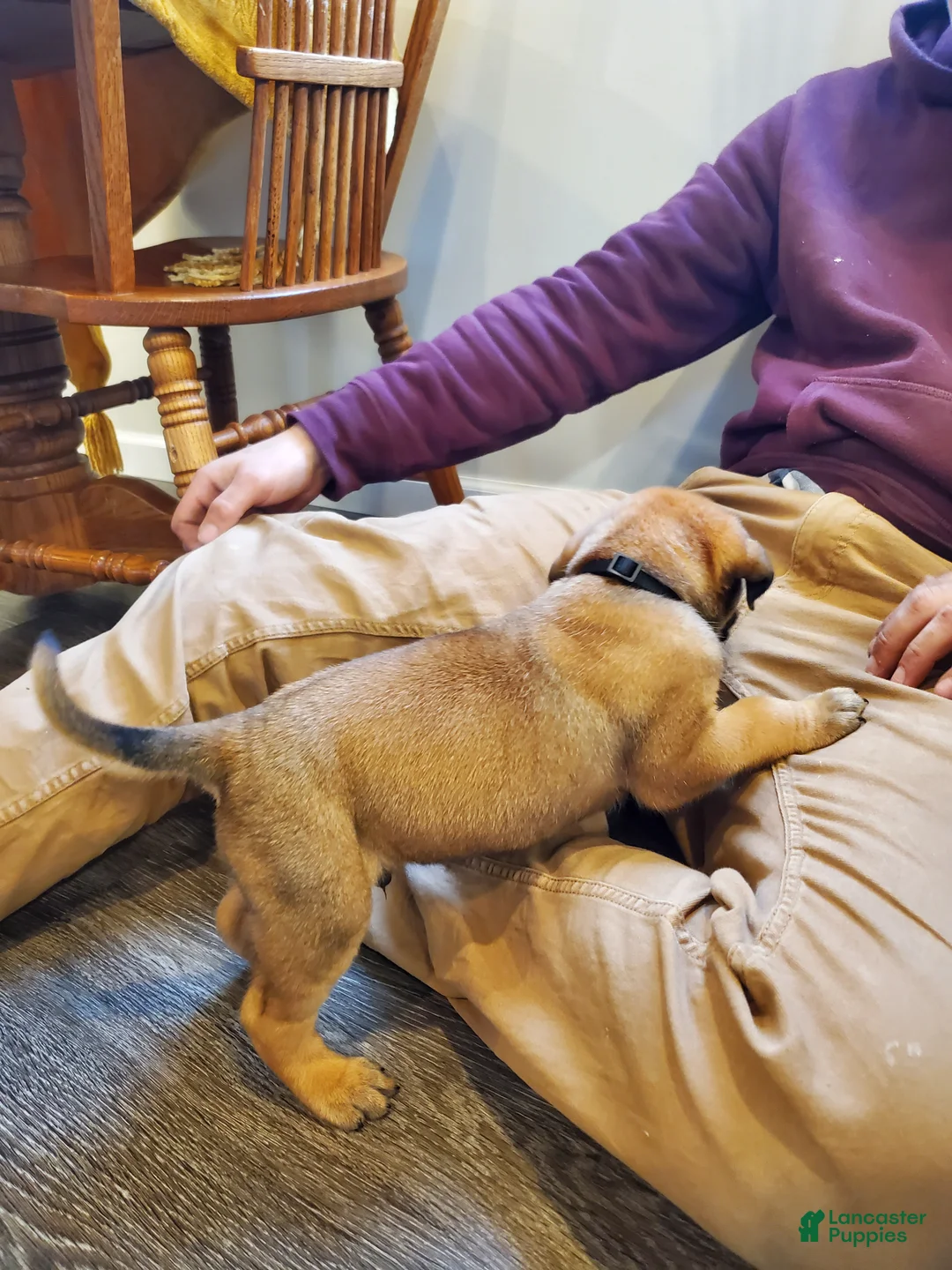 English Mastiff dogs for sale: Sawyer - Ad 2