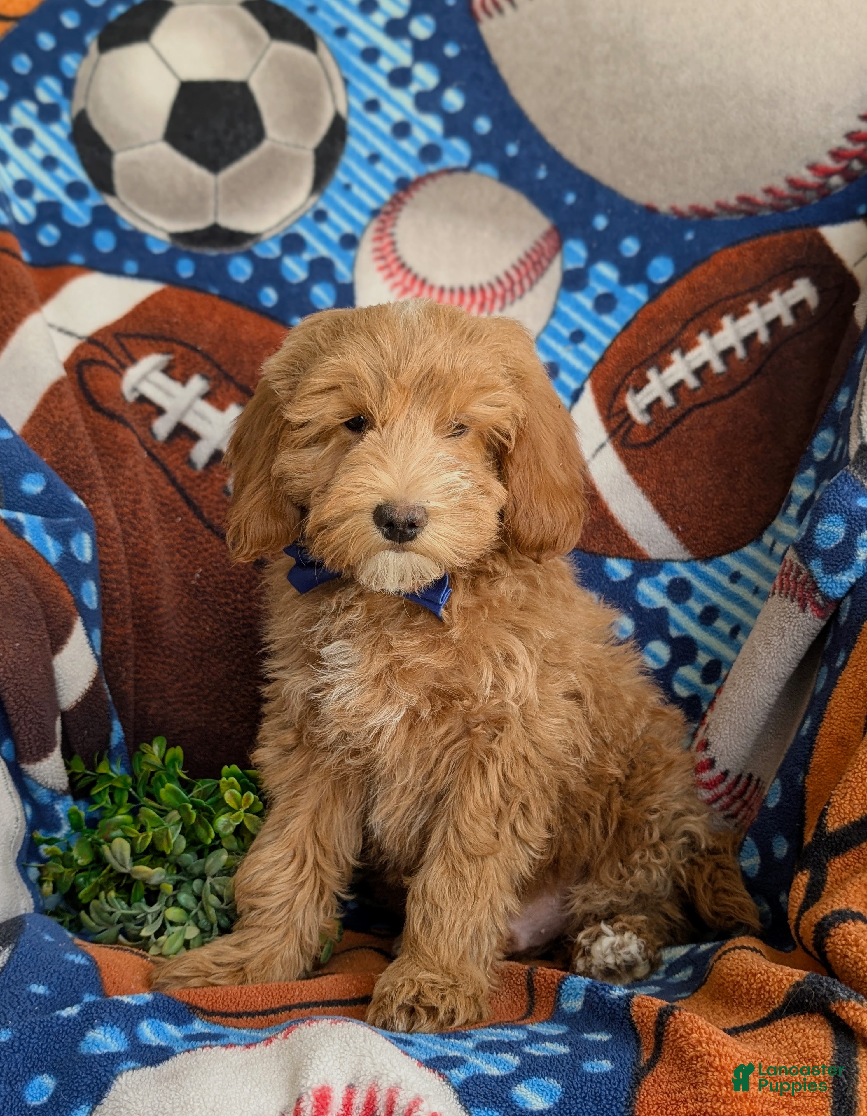 Mini Goldendoodle dogs Bronco Hypoallergenic - Ad 1
