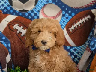 Mini Goldendoodle dogs for sale: Bronco Hypoallergenic - Ad 3