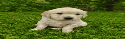 Golden Retriever dogs for sale: Bella - Ad 2
