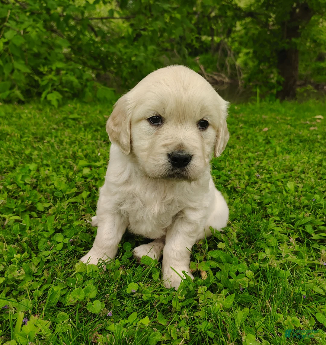 Golden Retriever dogs for sale: Bella - Ad 2