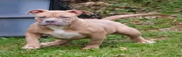 American Bully dogs for sale: American Bully litter of 10 puppies - Ad 19