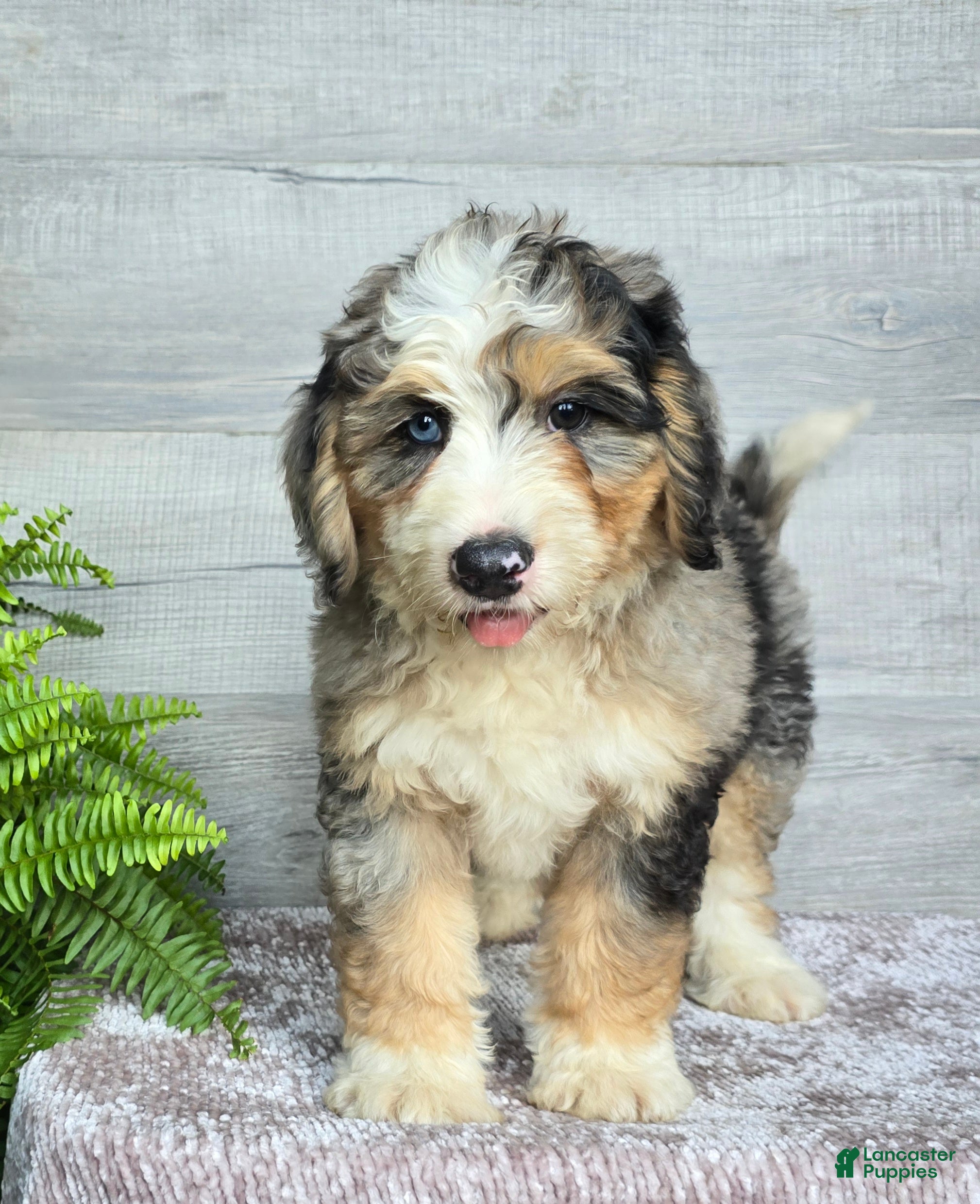 Mini Bernedoodle dogs Mini Zues - Ad 2