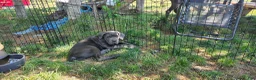 Cane Corso dogs for sale: Female - Ad 1