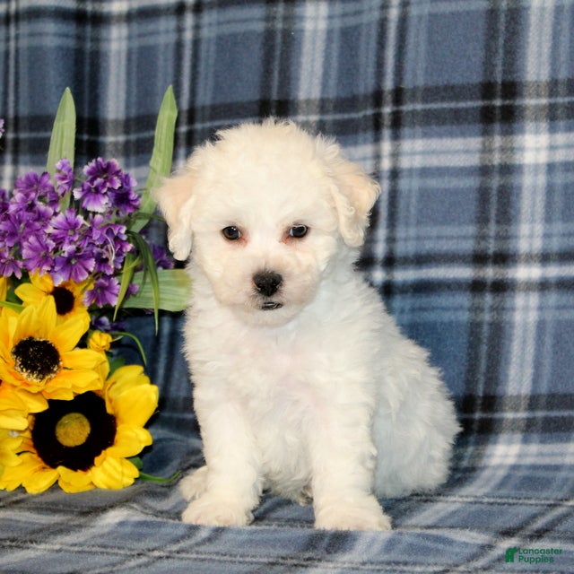 Bichon Frise dogs Fritos - Ad 2