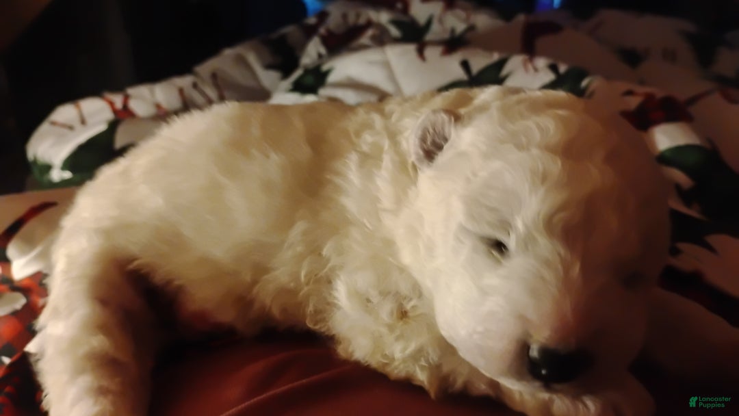 Samoyed dogs for sale: Samoyed Puppy 2 - Ad 1