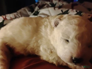 Samoyed dogs Samoyed Puppy 2 - Ad 3