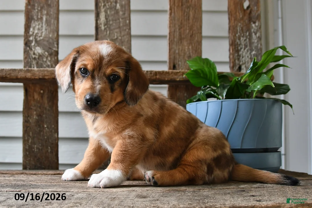 Mixed Breed dogs for sale: Willow - Ad 1
