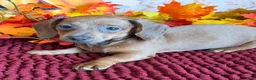 Miniature Dachshund dogs for sale: Amaretta - Ad 1