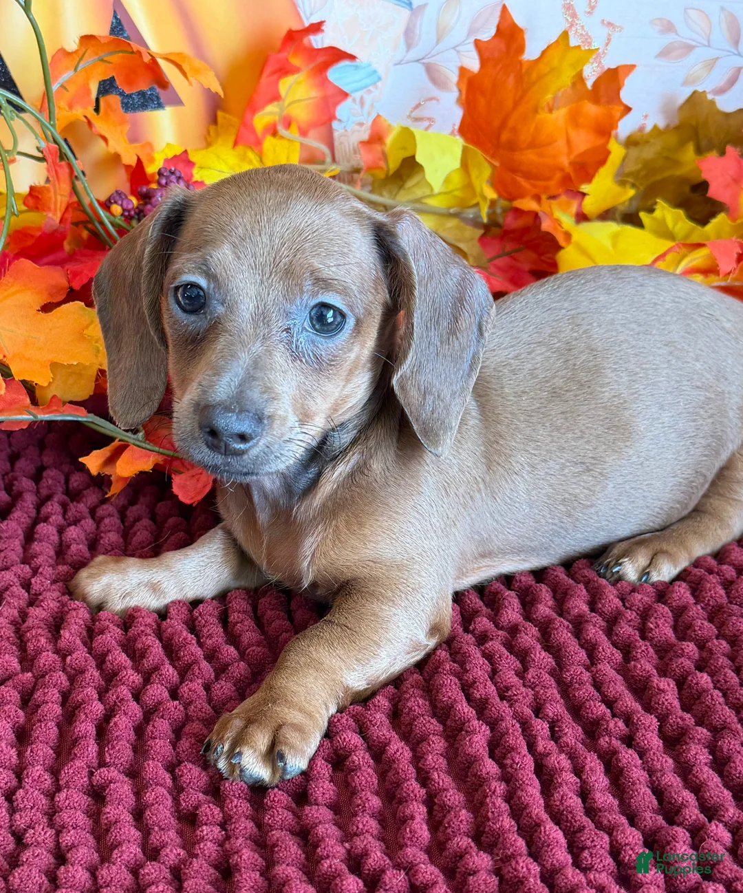 Miniature Dachshund dogs for sale: Amaretta - Ad 1