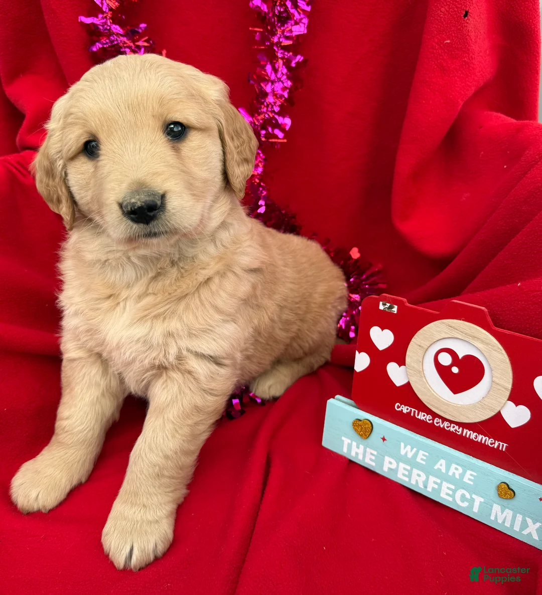 Golden Retriever dogs for sale: Daisy - Ad 1