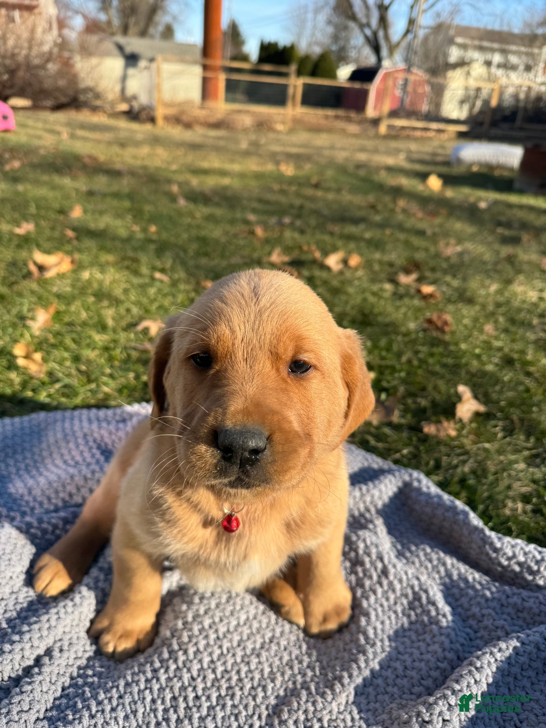 Goldador dogs for sale: Tate - Ad 1