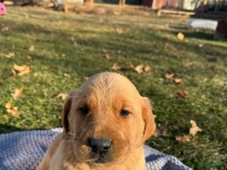 Goldador dogs Tate - Ad 37