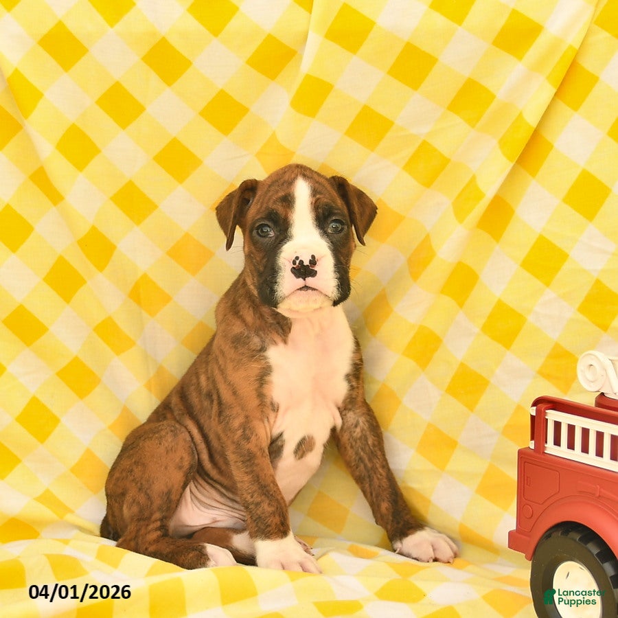 Boxer dogs Jordan  - Ad 1