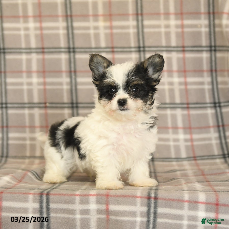 Morkie dogs Buddy - Ad 2