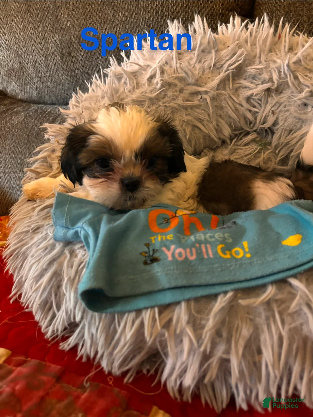 Shih Tzu dogs for sale: Spartan - Ad 1