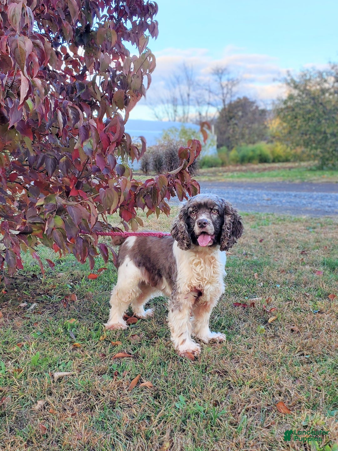 Cocker Spaniel dogs for sale: Lacey - Ad 3
