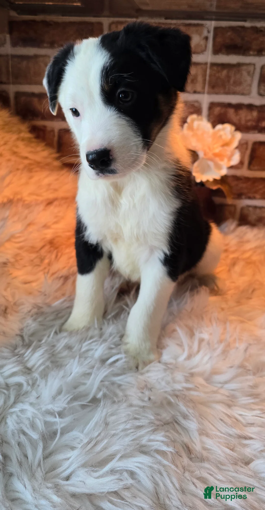 Mixed Breed dogs for sale: Milo - Ad 9