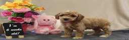 Miniature Poodle dogs for sale: Penny - Ad 6