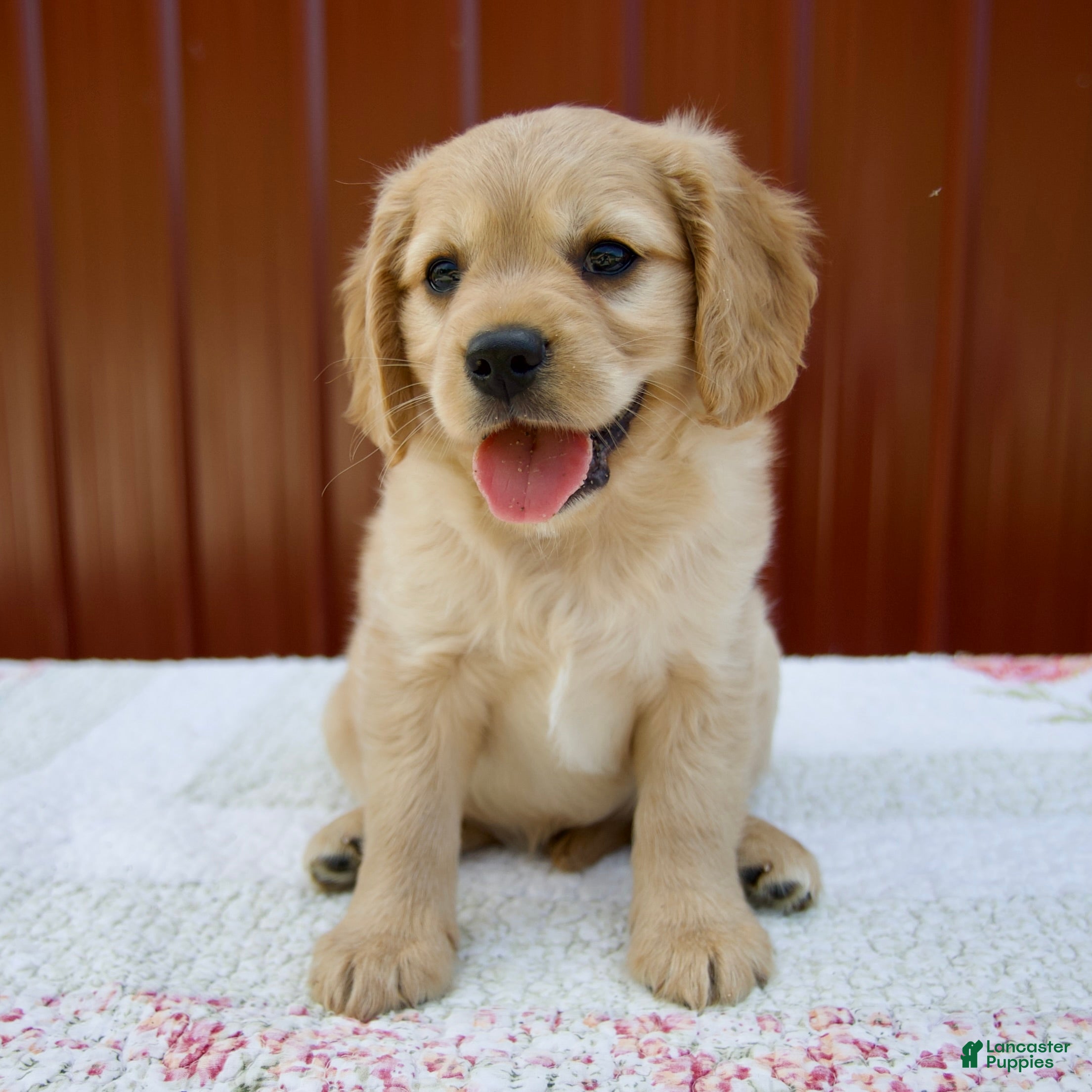Miniature Golden Retriever dogs Gage - Ad 1