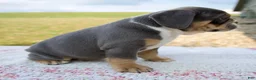 Beabull dogs for sale: Benji - Ad 4