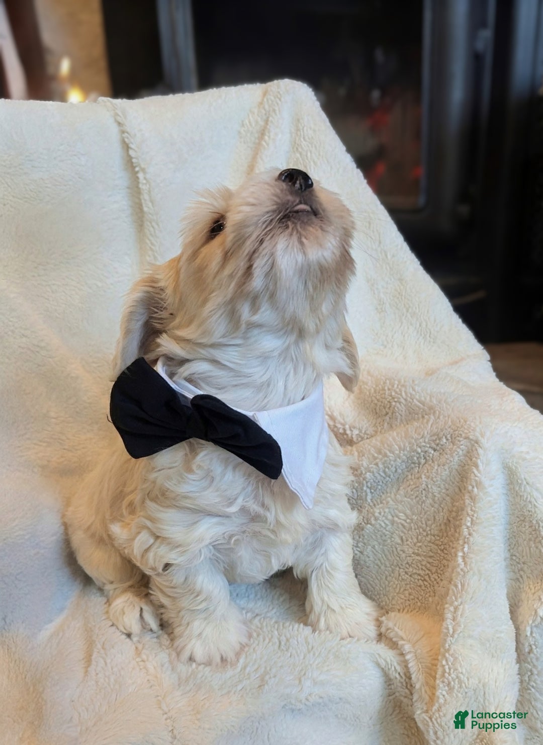 Mixed Breed dogs for sale: Rocket - Ad 12