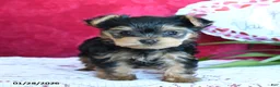 Yorkshire Terrier dogs for sale: Sharon - Ad 5