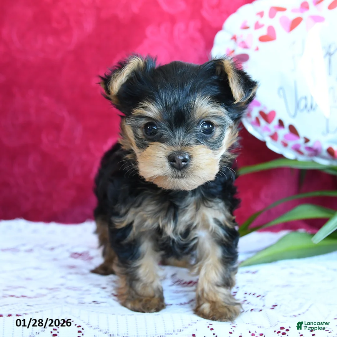 Yorkshire Terrier dogs for sale: Sharon - Ad 5