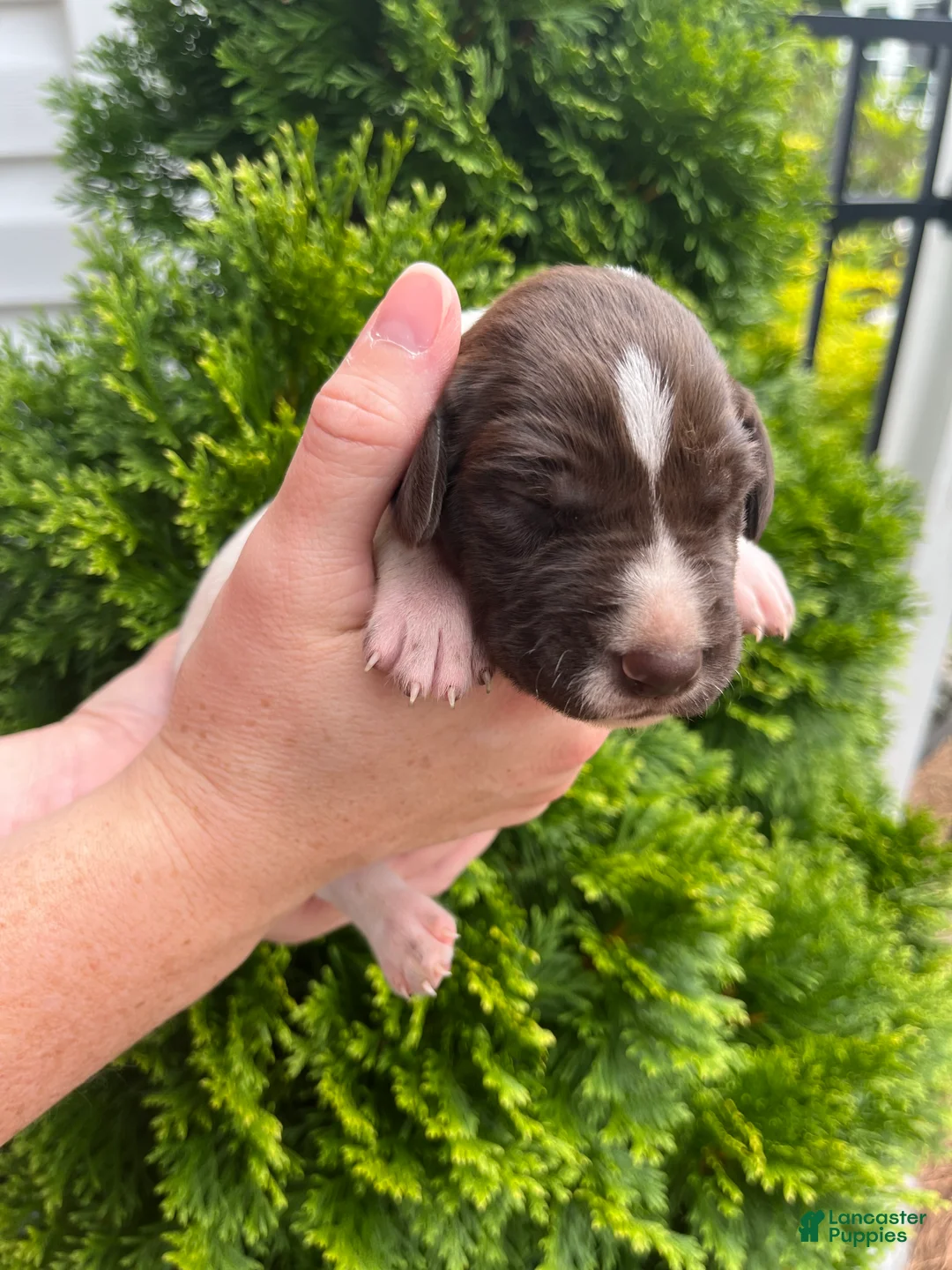 German Shorthaired Pointer dogs for sale: German Shorthaired Pointer (FEMALE A) - Ad 2