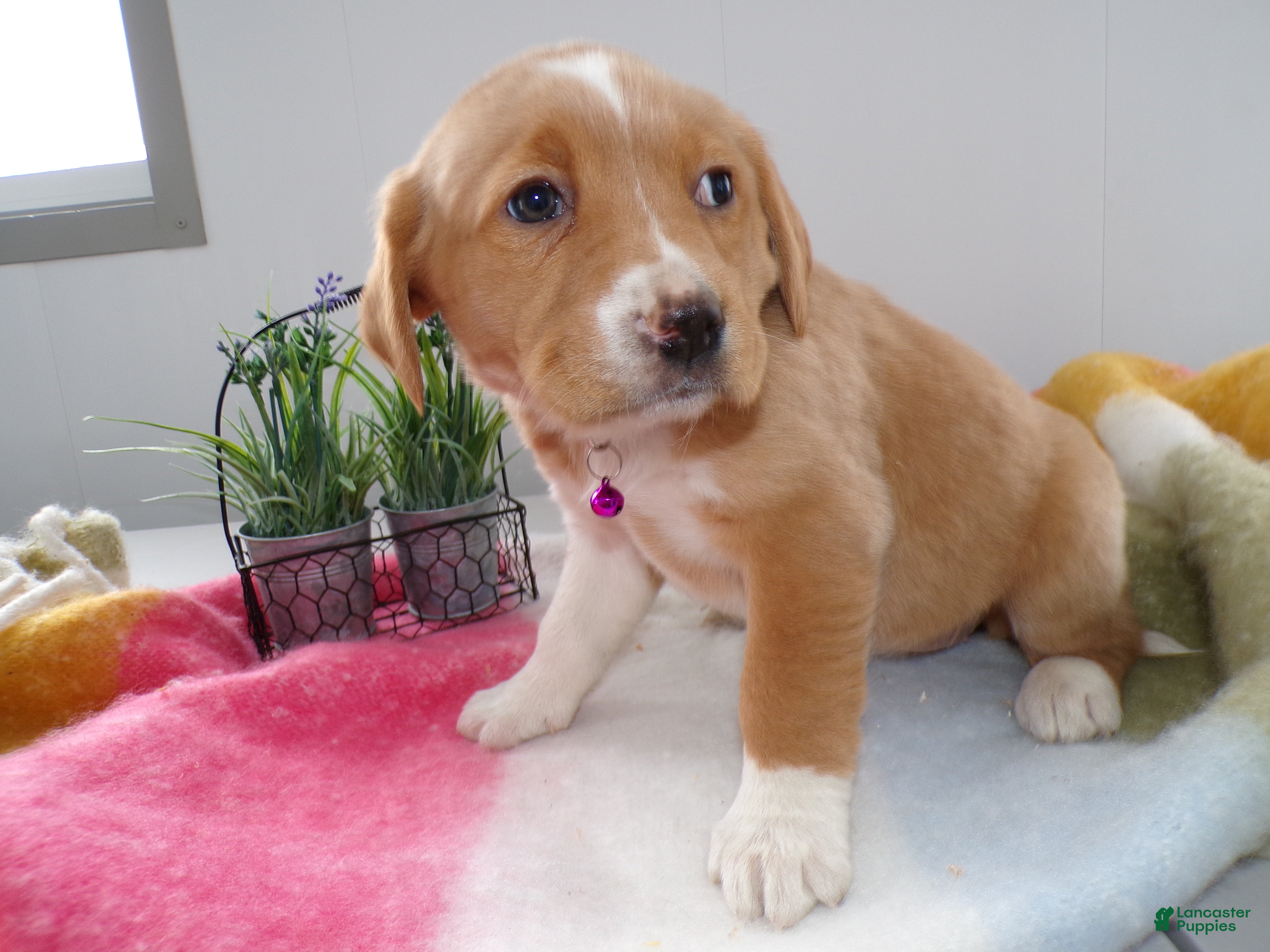 Goldador dogs Goldador Puppy 2 Marcy - Ad 13