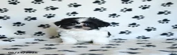 Shih Tzu dogs for sale: Kolby - Ad 3