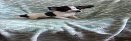 Chihuahua dogs for sale: Chihuahua Boy- Walter - Ad 4