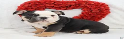 English Bulldog dogs for sale: Bonzo - Ad 1