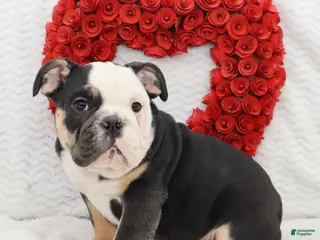 English Bulldog dogs Bonzo - Ad 36