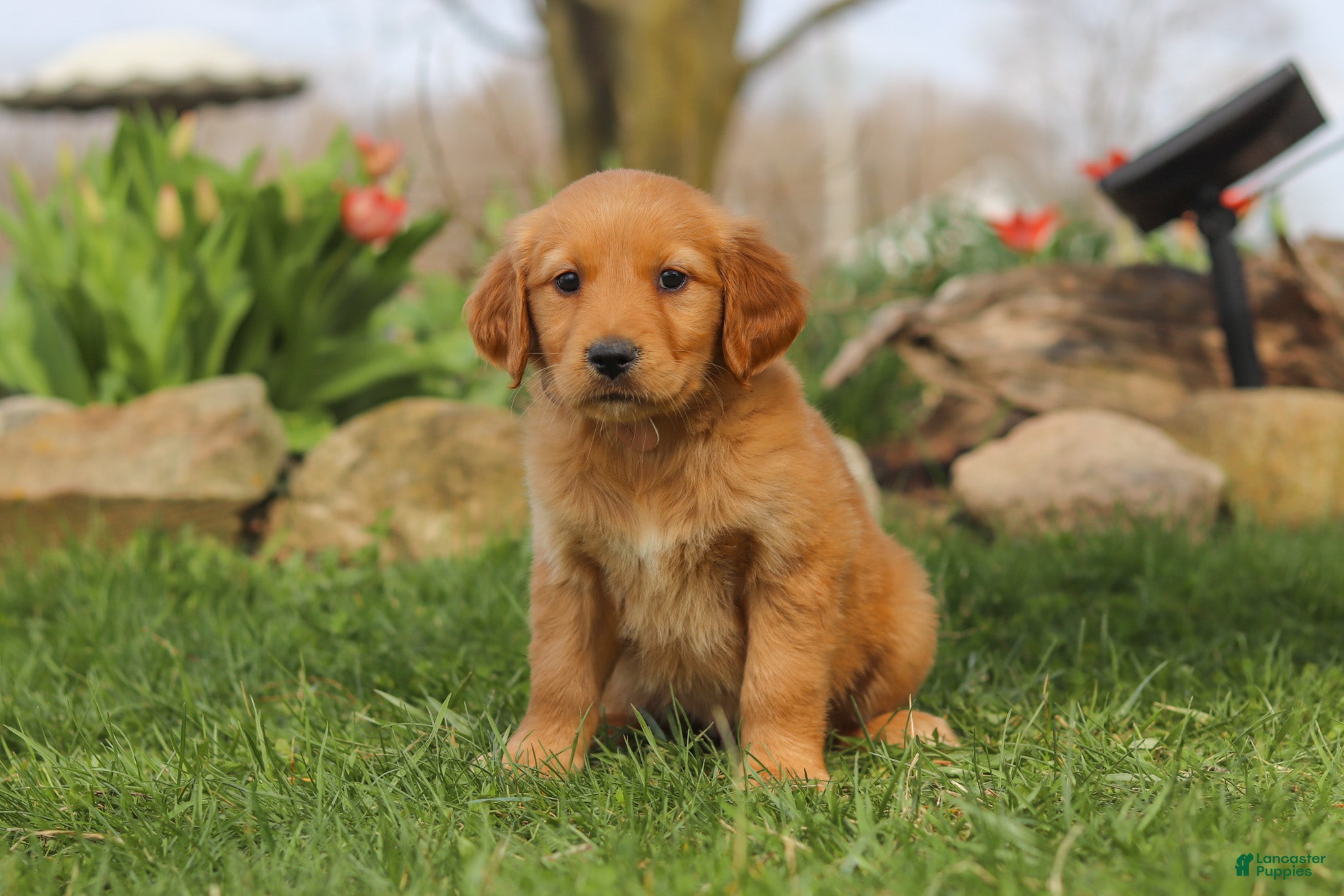 Golden Retriever dogs Maple - Ad 1