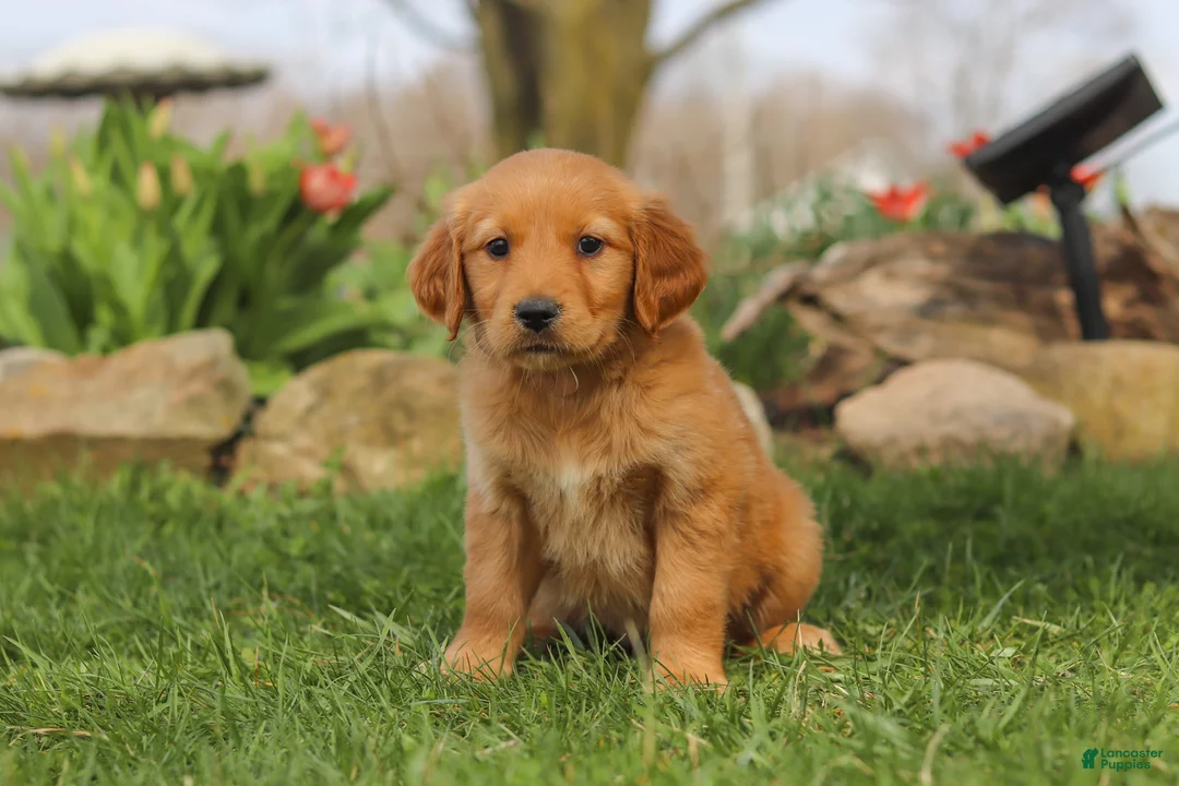 Golden Retriever dogs for sale: Maple - Ad 1