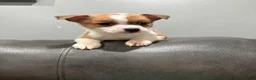 Mixed Breed dogs for sale: Mixed breed - Ad 1