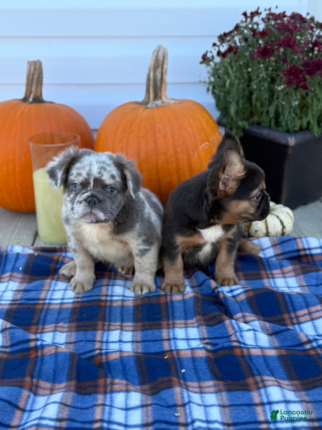 French Bulldog dogs for sale: achilles - Ad 7