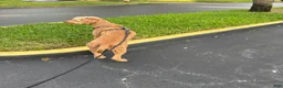 Goldendoodle dogs for sale: Goldendoodle 1 - Ad 4