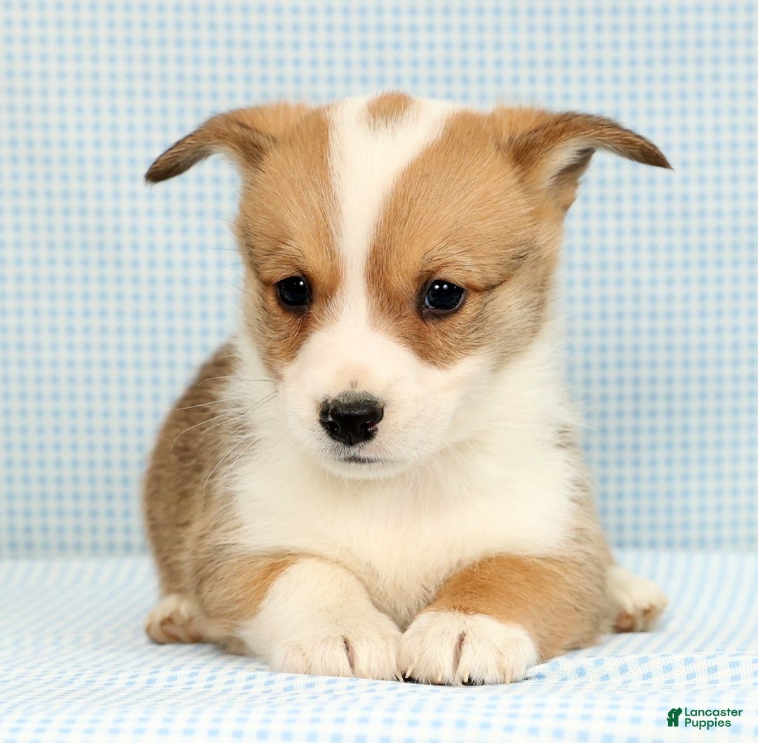 Welsh Corgi Pembroke dogs for sale: Beau - Ad 4