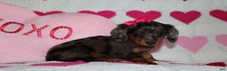 Miniature Dachshund dogs for sale: Mindy - Ad 4