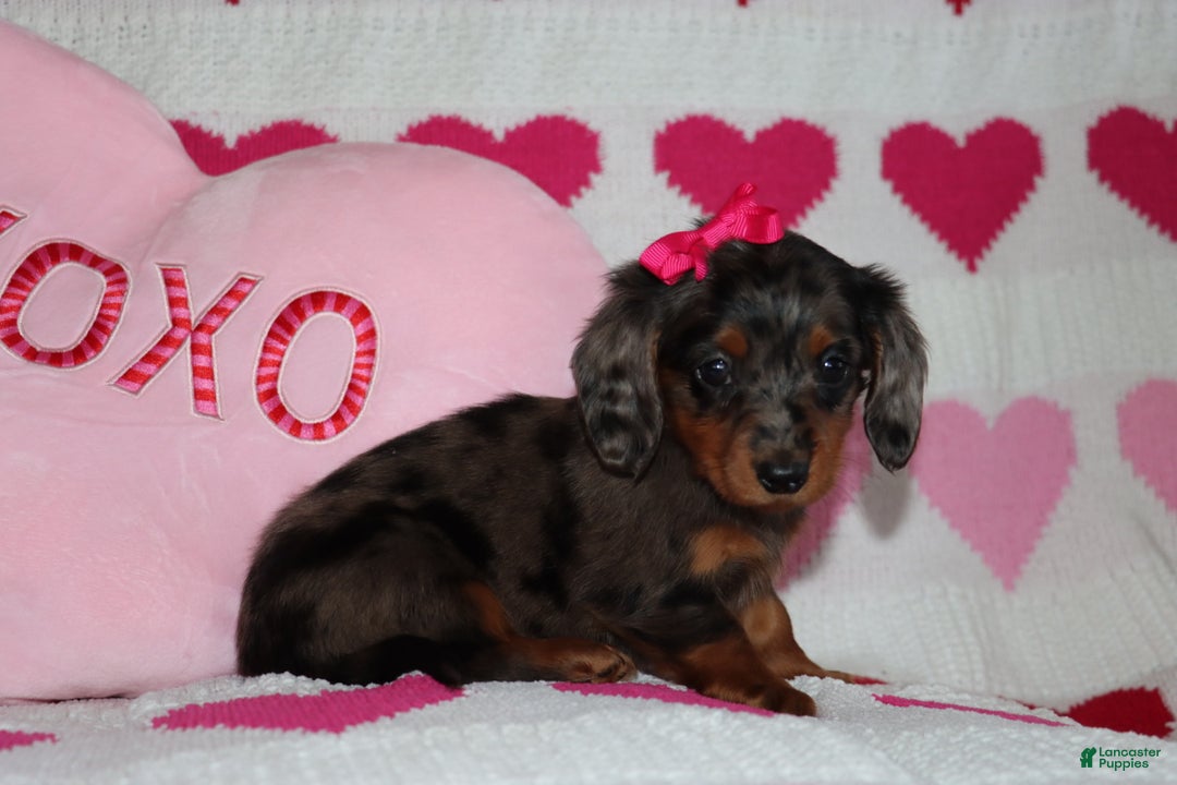 Miniature Dachshund dogs for sale: Mindy - Ad 4